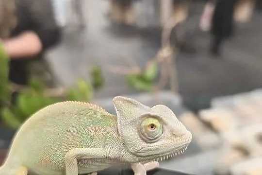 KAMELEON JEMEŃSKI – SAMIEC, 3 MIESIĄCE, 6–8 CM CIAŁA, Dolnośląskie, Wałbrzych