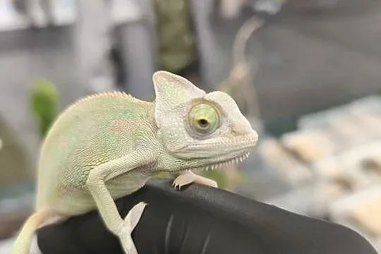 KAMELEON JEMEŃSKI – SAMIEC, 3 MIESIĄCE, 6–8 CM CIAŁA, Dolnośląskie, Wałbrzych