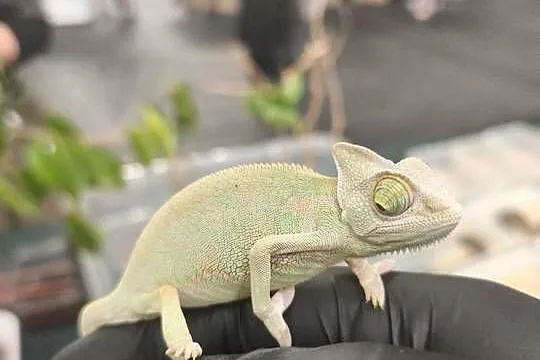 KAMELEON JEMEŃSKI – SAMIEC, 3 MIESIĄCE, 6–8 CM CIAŁA, Dolnośląskie, Wałbrzych