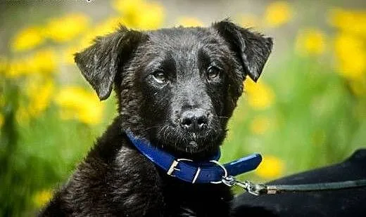 6 miesięczny Felix, niekonfliktowy SZCZENIAK ADOPC