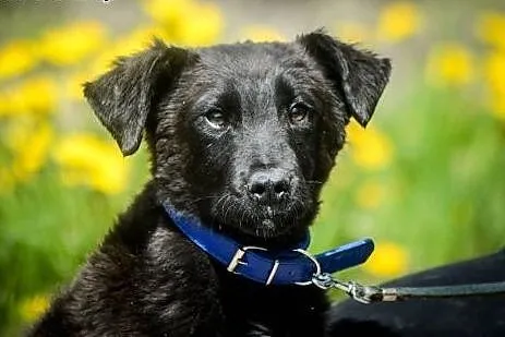 6 miesięczny Felix, niekonfliktowy SZCZENIAK ADOPC