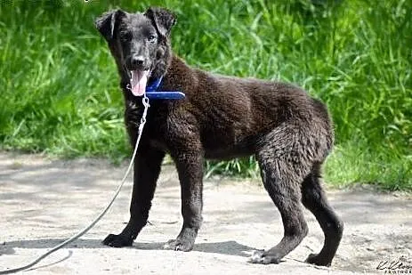 6 miesięczny Felix, niekonfliktowy SZCZENIAK ADOPC