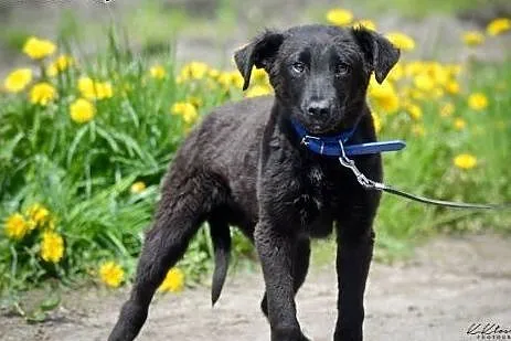 6 miesięczny Felix, niekonfliktowy SZCZENIAK ADOPC