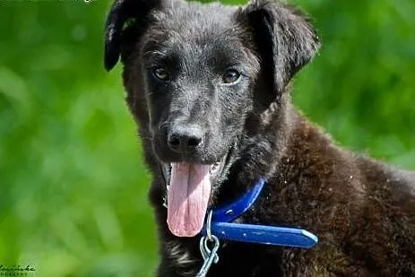 6 miesięczny Felix, niekonfliktowy SZCZENIAK ADOPC
