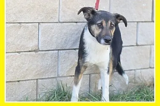 10 mies.,średni,łagodny,wesoły,towarzyski piesek D