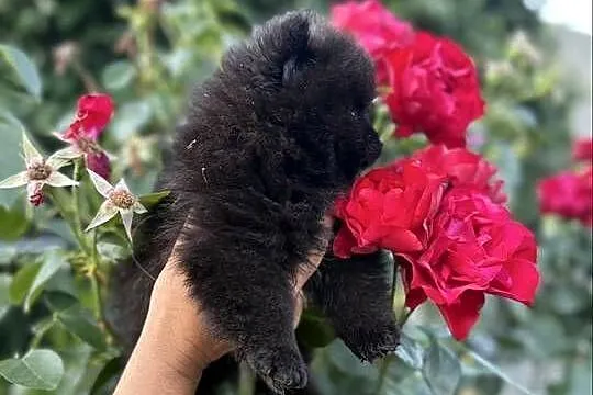 Szpic miniaturowy pomeranian boy