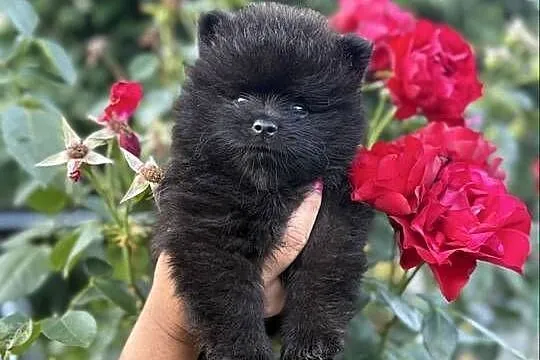 Szpic miniaturowy pomeranian boy, Śląskie, Poniszowice
