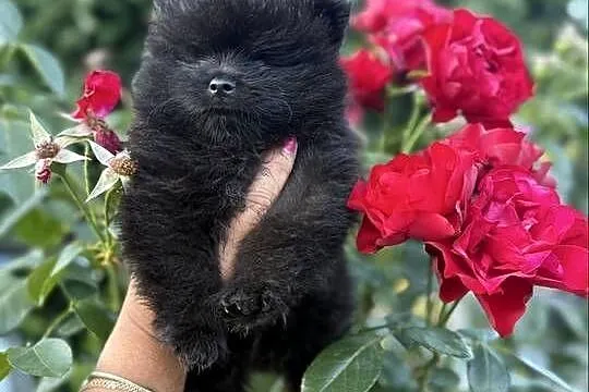 Szpic miniaturowy pomeranian boy, Śląskie, Poniszowice