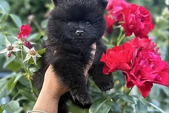 Szpic miniaturowy pomeranian boy, Śląskie, Poniszowice
