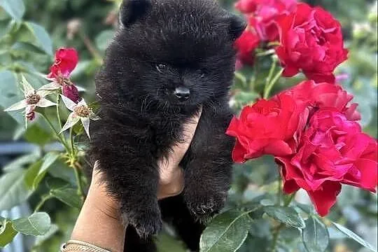 Szpic miniaturowy pomeranian boy, Śląskie, Poniszowice