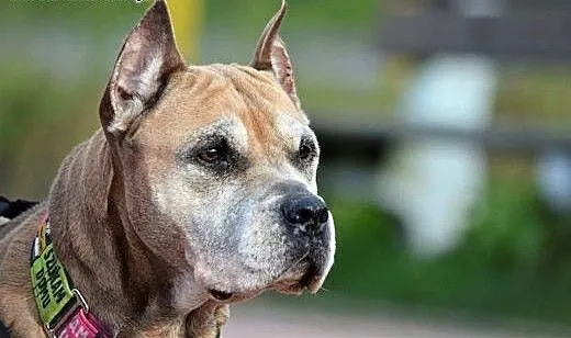 Amstaffka Misza straciła panią i dom, Amstaff cał