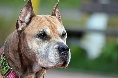 Amstaffka Misza straciła panią i dom, Amstaff cała Polska