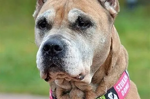 Amstaffka Misza straciła panią i dom,  Amstaff cał