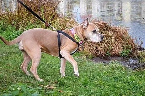 Amstaffka Misza straciła panią i dom,  Amstaff cał