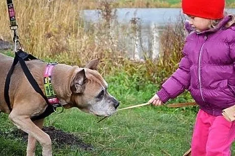 Amstaffka Misza straciła panią i dom,  Amstaff cał