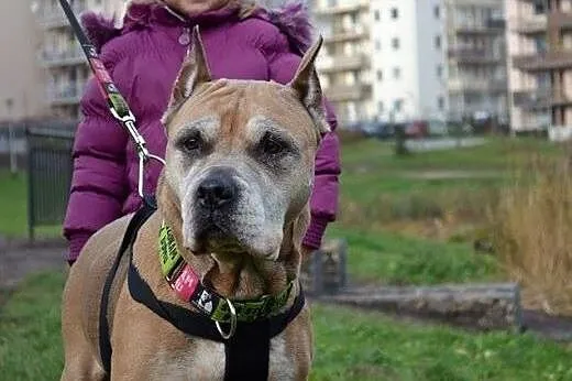 Amstaffka Misza straciła panią i dom,  Amstaff cał