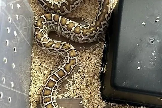 Pyton Birmański Python Bivittatus het Pied het Granite het green
