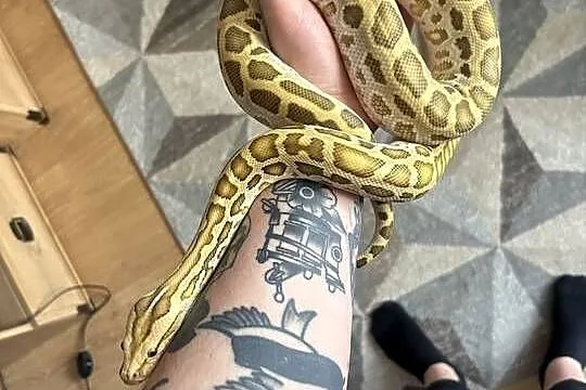 Pyton Birmański Python Bivittatus het Pied het Granite het green, Świętokrzyskie, Suchedniów