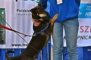 Guluś - niepowtarzalny, radosny SZCZENIAK szuka do