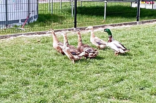 STAROPOLSKIE Kaczory/Kaczki : Niosą Już JAJA Lęgowe . Do Rozrodu Polecam*, Śląskie, Golasowice
