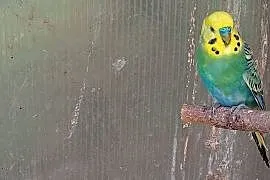 Sprzedam faliste