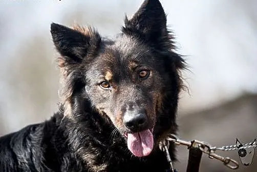 Miłka - przepiękna suczka, wyjątkowa - do adopcji,