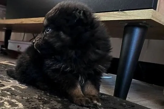 Szpic pomeranian, Małopolskie, Tarnów