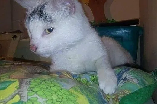 Kion kochany młody kocurek znajdka szuka domu! ,  