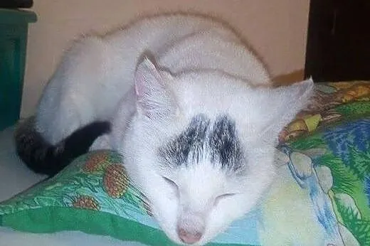 Kion kochany młody kocurek znajdka szuka domu! ,  