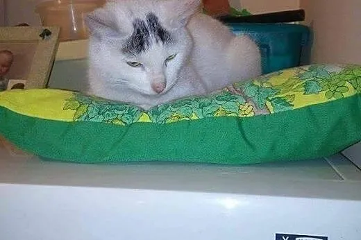 Kion kochany młody kocurek znajdka szuka domu! ,  