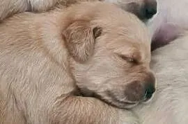 Golden retriever szczeniaki