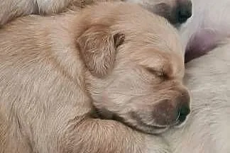 Golden retriever szczeniaki