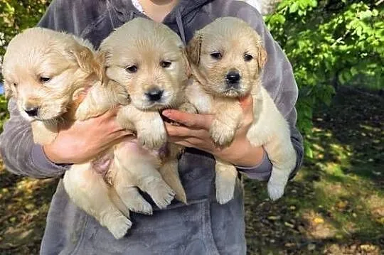 Golden retriever szczeniaki, Świętokrzyskie, Sandomierz