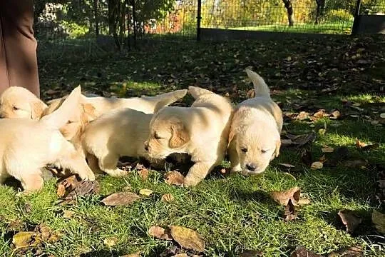 Golden retriever szczeniaki, Świętokrzyskie, Sandomierz