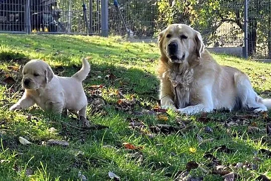 Golden retriever szczeniaki, Świętokrzyskie, Sandomierz