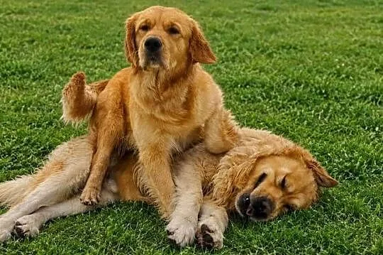 Golden retriever szczeniaki, Świętokrzyskie, Sandomierz