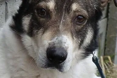 Dandi - spokojny, ale troszkę wycofany psiaczek, p