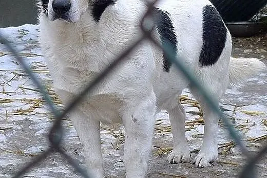 Dandi - spokojny, ale troszkę wycofany psiaczek, p
