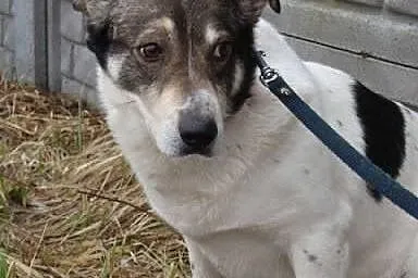 Dandi - spokojny, ale troszkę wycofany psiaczek, p