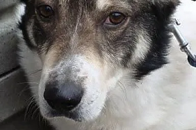 Dandi - spokojny, ale troszkę wycofany psiaczek, p