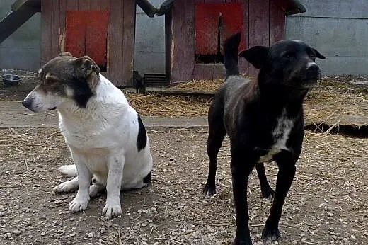 Dandi - spokojny, ale troszkę wycofany psiaczek, p