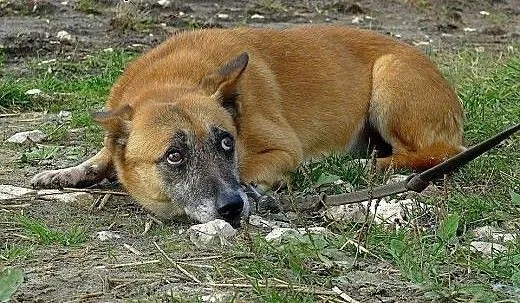 Norka błaga o dom, śląskie Dąbrowa Górnicza