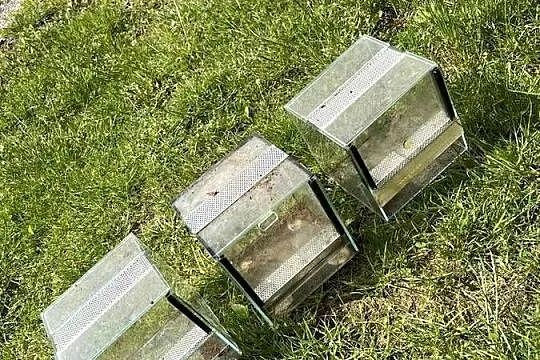 3x Terrarium kostka 15x15x15, gilotyna, mini, Zachodniopomorskie, Nowogard