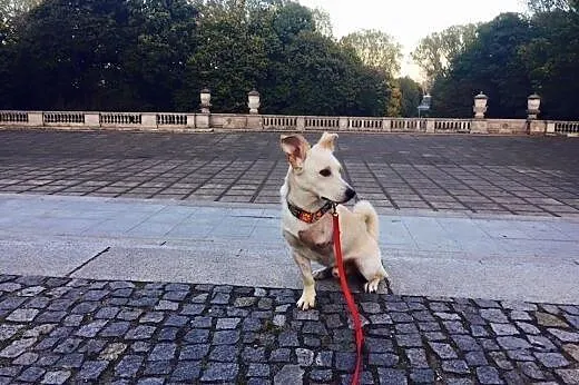 Młody, wesoły, towarzyski Luk,  mazowieckie Warszawa