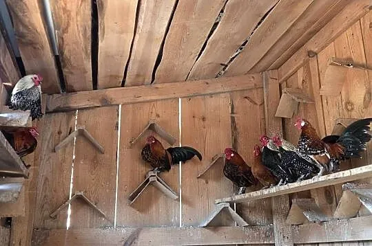 Sprzedam kogutki karzełki łapciate, Świętokrzyskie, Kotarszyn