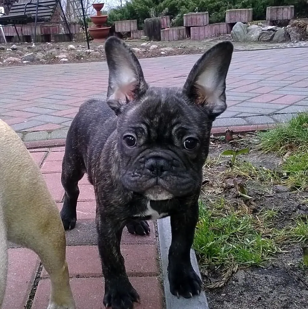 Buldog Francuski