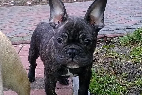 Buldog Francuski