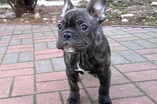 Buldog Francuski
