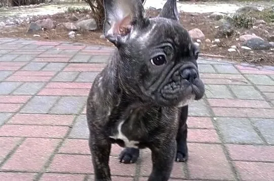 Buldog Francuski
