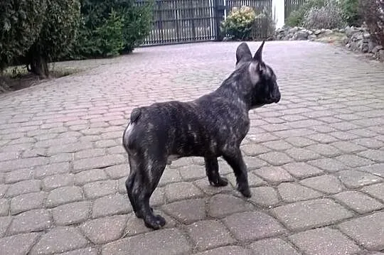 Buldog Francuski